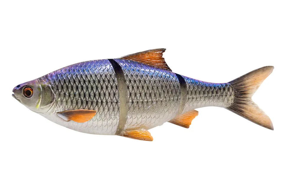 Wysoka jakość - GUMA SAVAGE GEAR 3D LINE THRU ROACH S 32cm/445g - BLUE ROACH